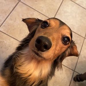 Meet your Posher, Krissy